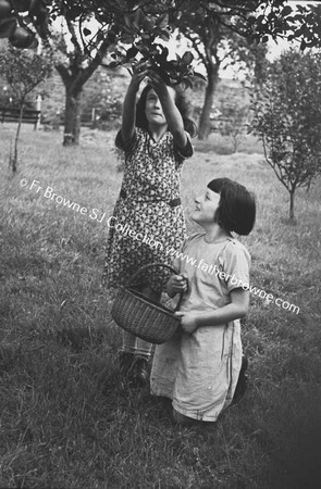 CHILDREN GATHERING APPLES  G S CONVENT